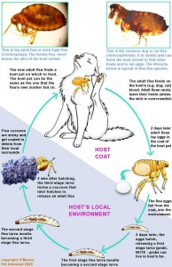 Fleas