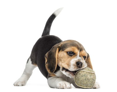 Mighty-Pet-Growing-Puppy_day_camp