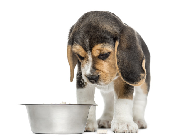 Mighty-Pet-Growing-Puppy_food