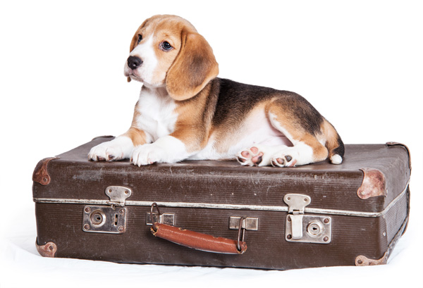 Mighty-Pet-Growing-Puppy_luggage