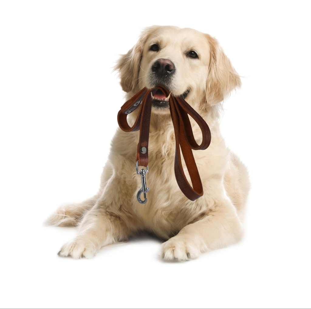 Dog with leash in mouth