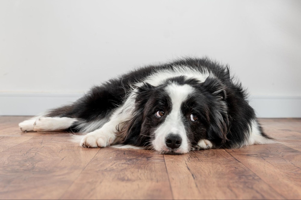 Inactive black and white dog resting on the floor