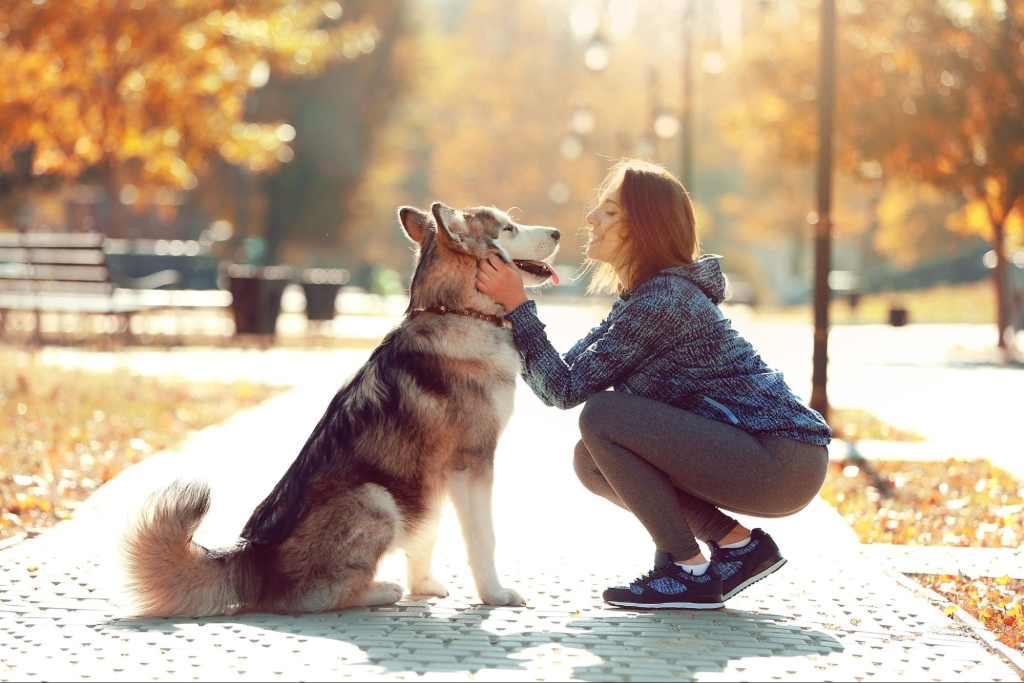 Woman petting husky dog in the park in autumn