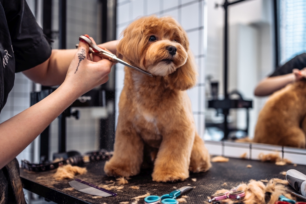 Dog being groomed