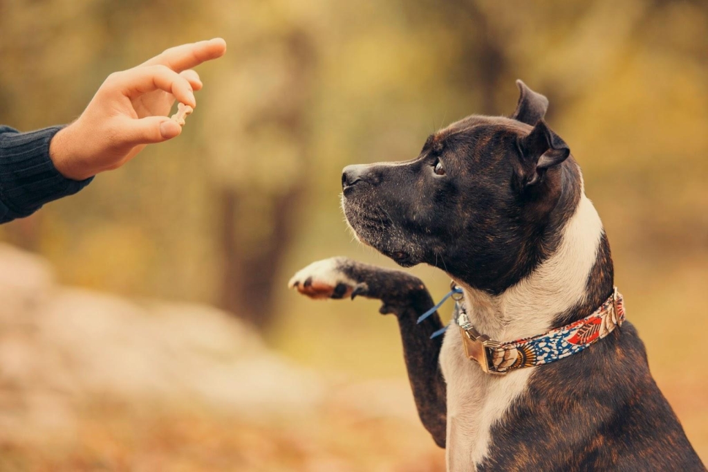 Dog Training Programs