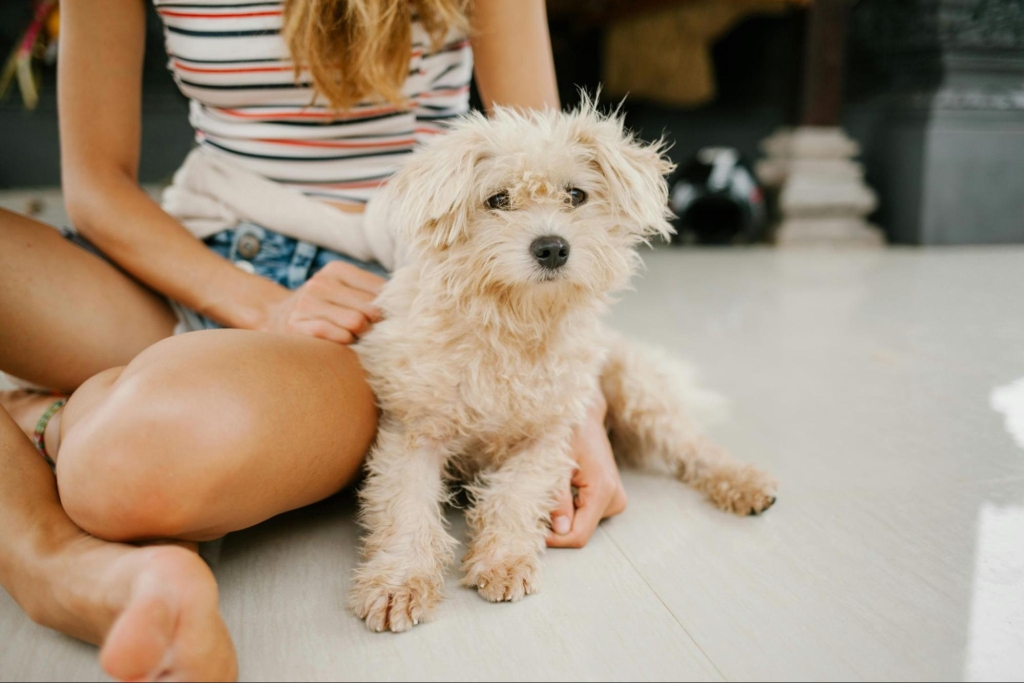 Newly Adopted Pet