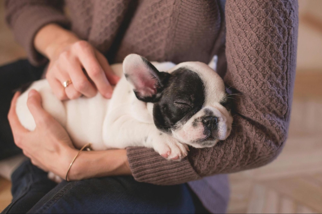 Newly Adopted Pet