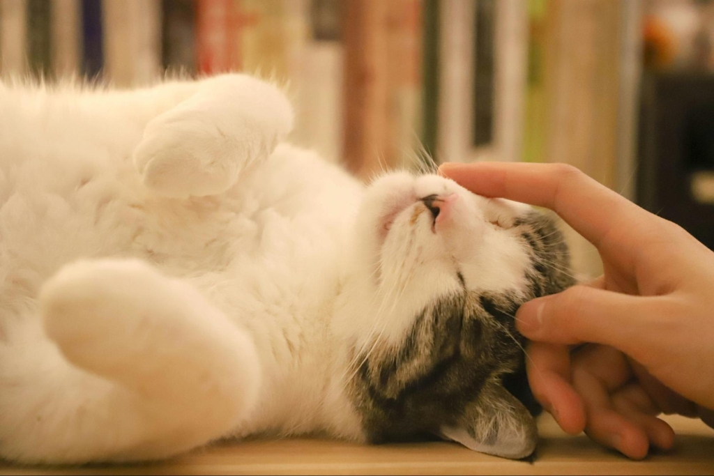 Newly Adopted Pet