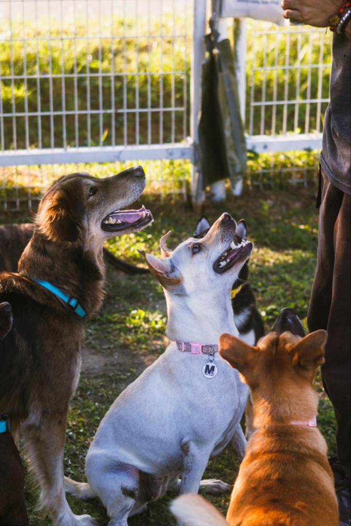 Lots of dogs