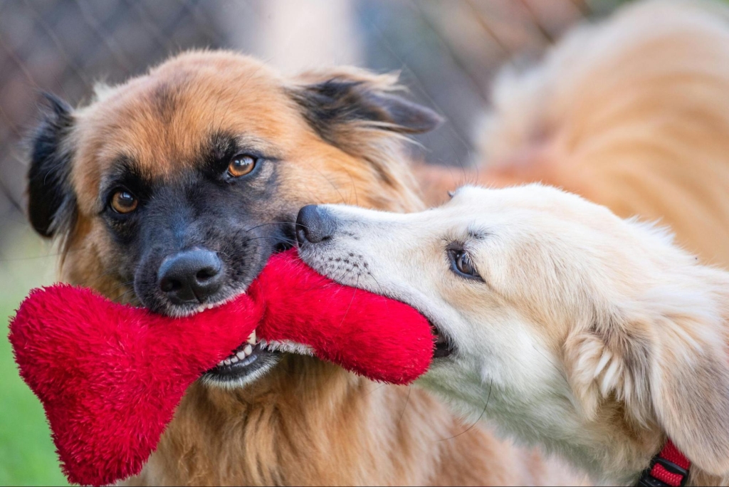 Dogs playing