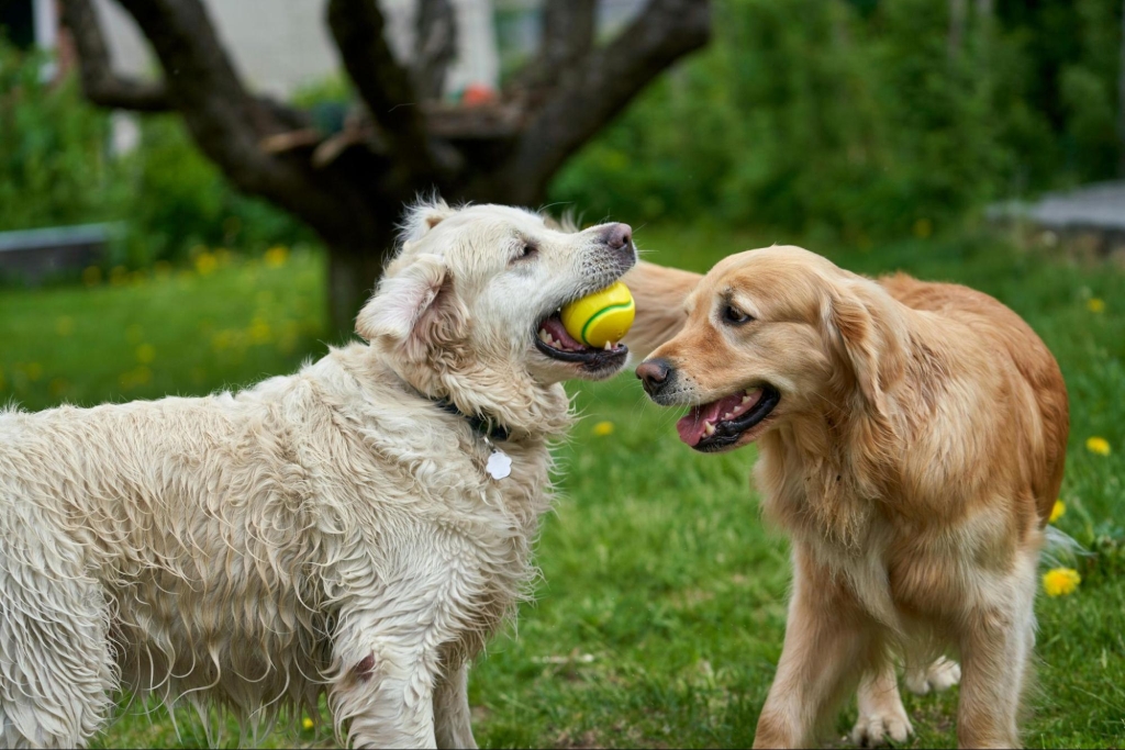 Dogs at play