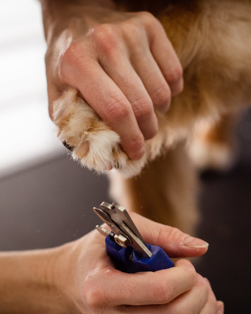 Nail Trimming
