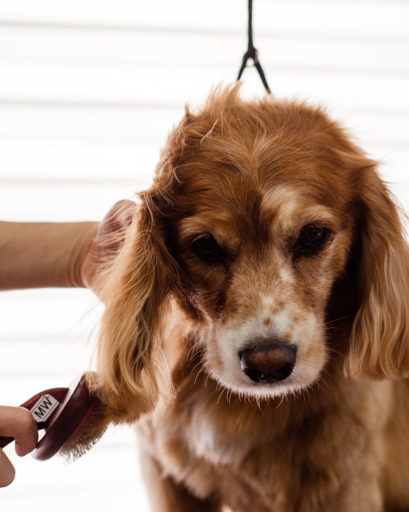 Dog Grooming