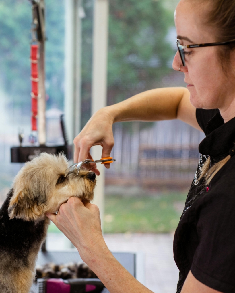 Dog Grooming