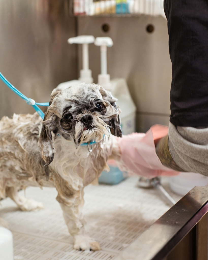 Dog Bathing
