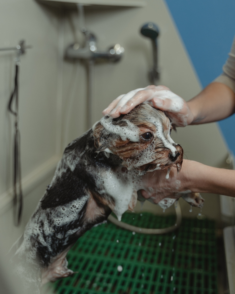Dog Bathing