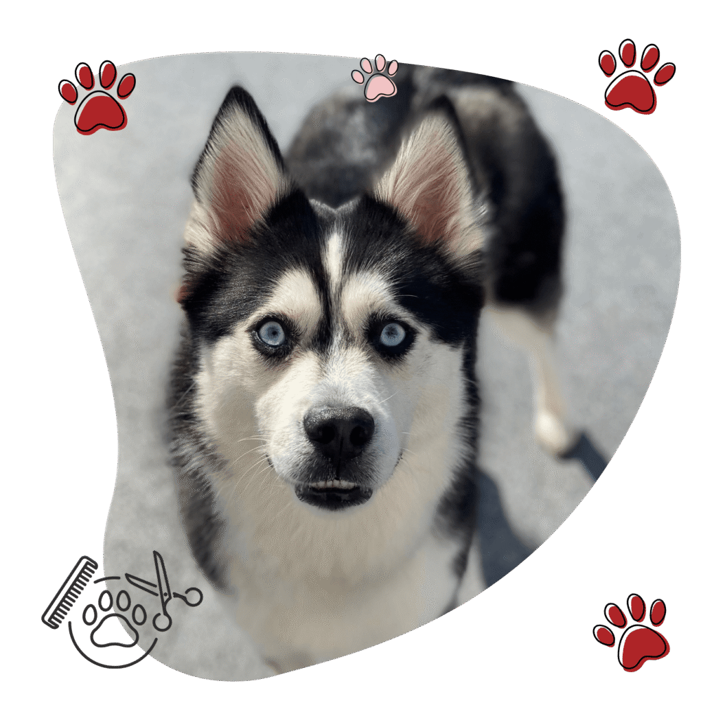 husky being groomed at mighty pet marinette WI and Menominee MI