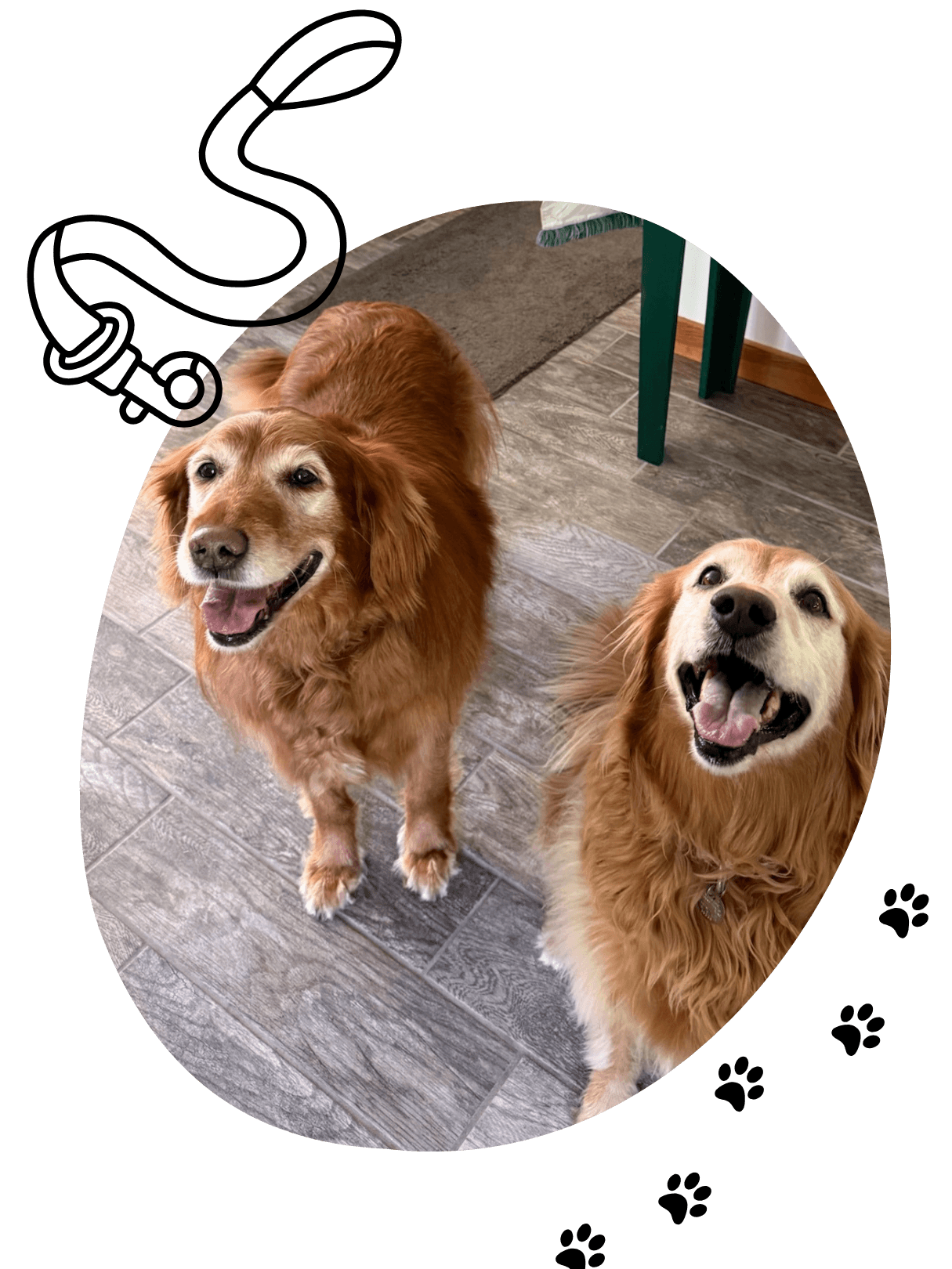 pet store in menominee mi with boarding training day camp and grooming services