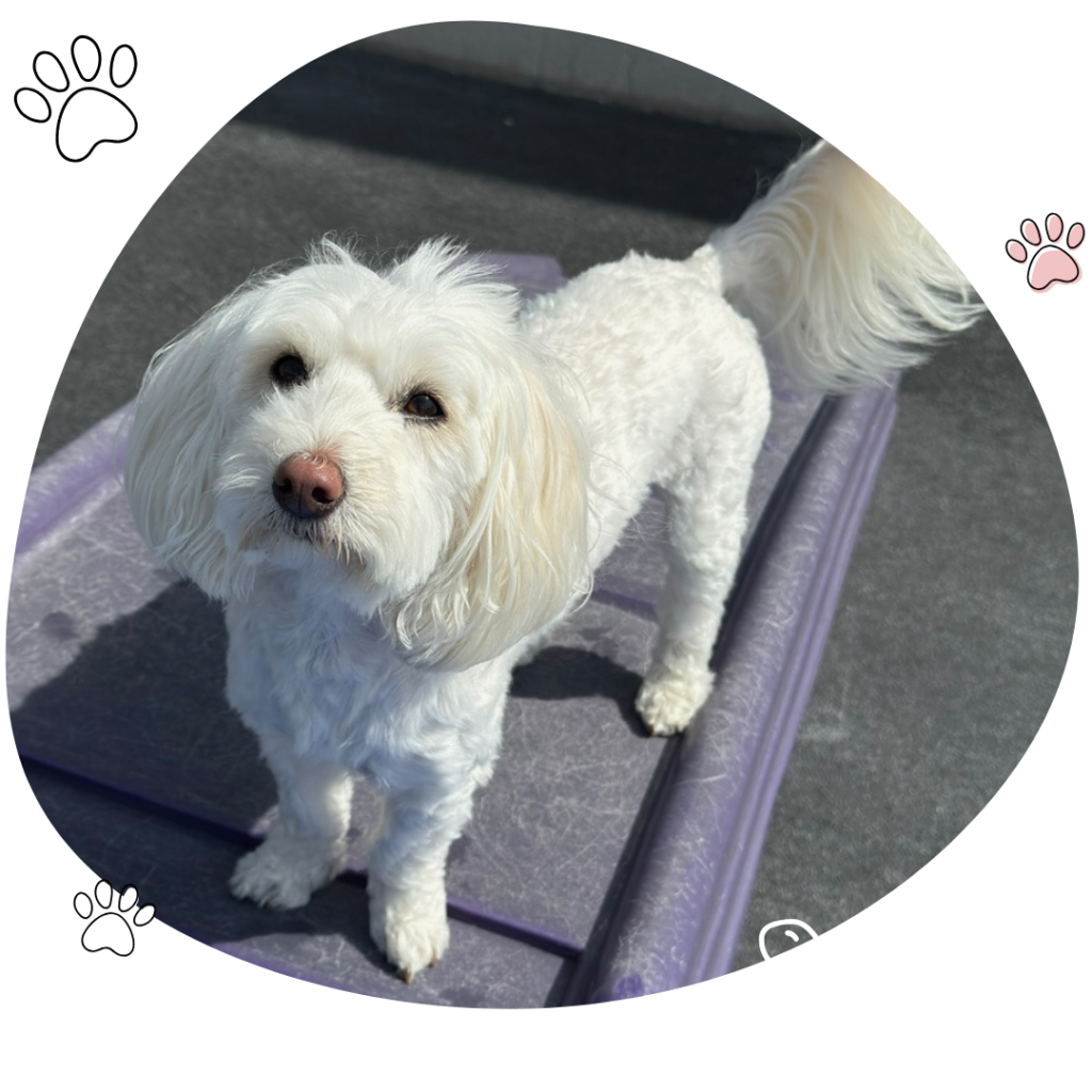 Mighty Pet dogs at doggie day camp during small-group play, Menominee MI