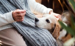 Mighty Pet pet sitting rate breakdown for Marinette WI visits