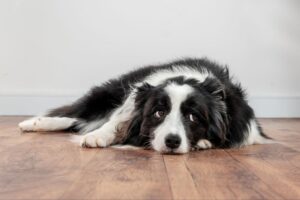 rover vs local pet sitter marinette wi mighty pet comparison