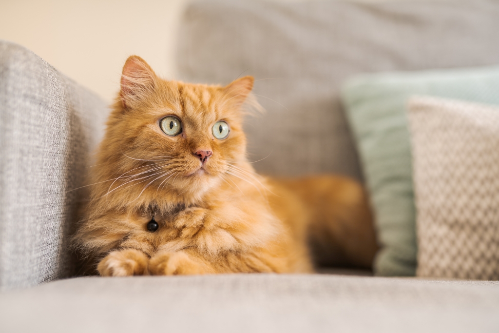 Long Hair Cat shedding on Couch