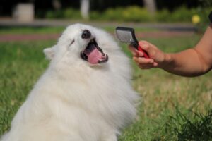 Long haired white dog enjoying getting brushed