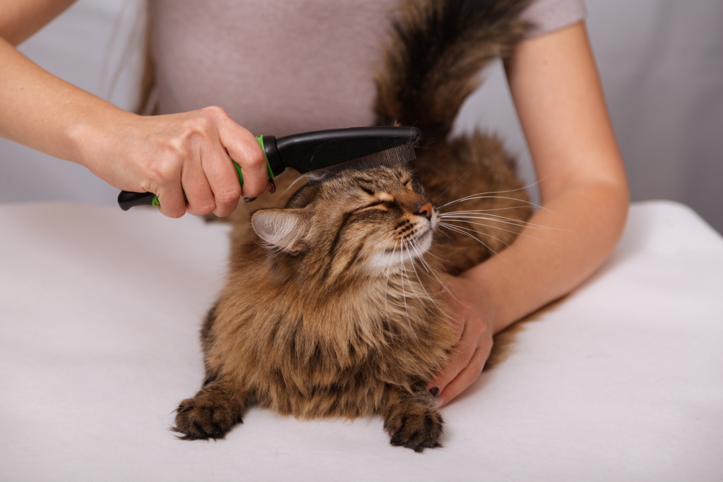 Cat being brushed
