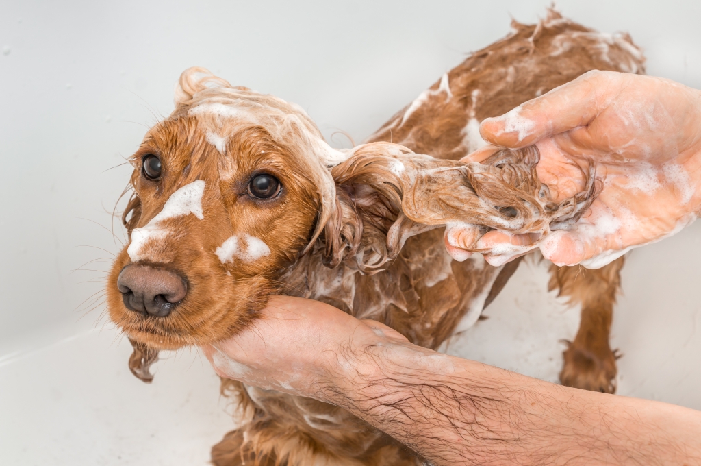 Dog being bathed