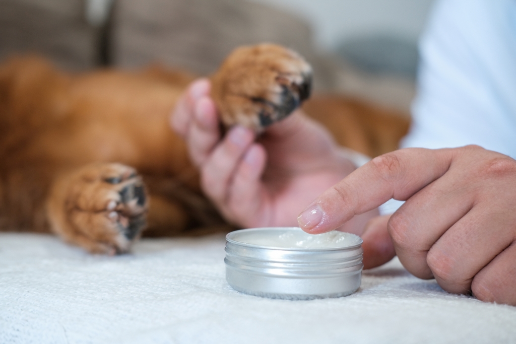 Putting paw wax on dog paws