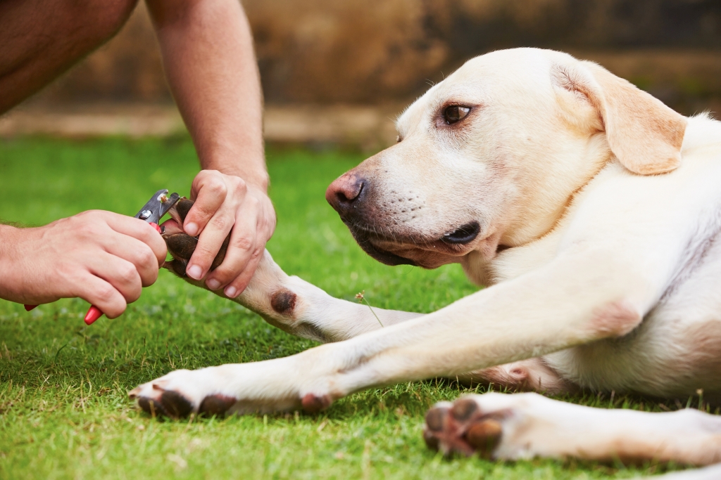 Clipping nails of yellow Labrador dog