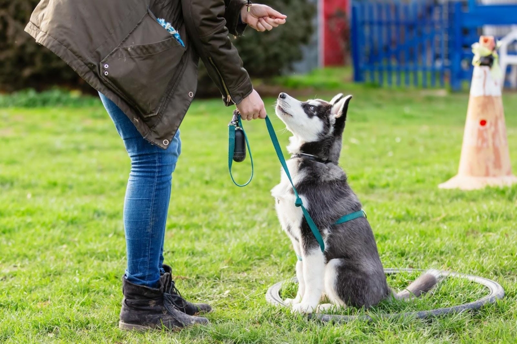 Dog training programs
