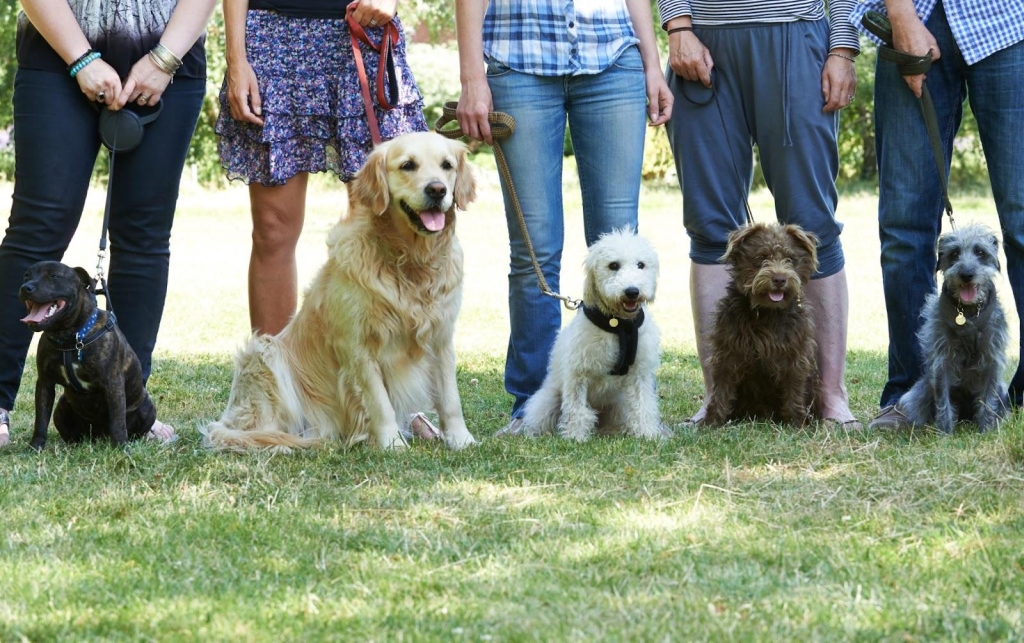 Dog training programs