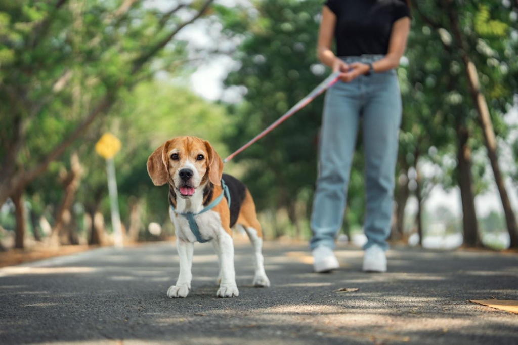 Dog training programs