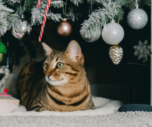 Include Pets in the Holidays