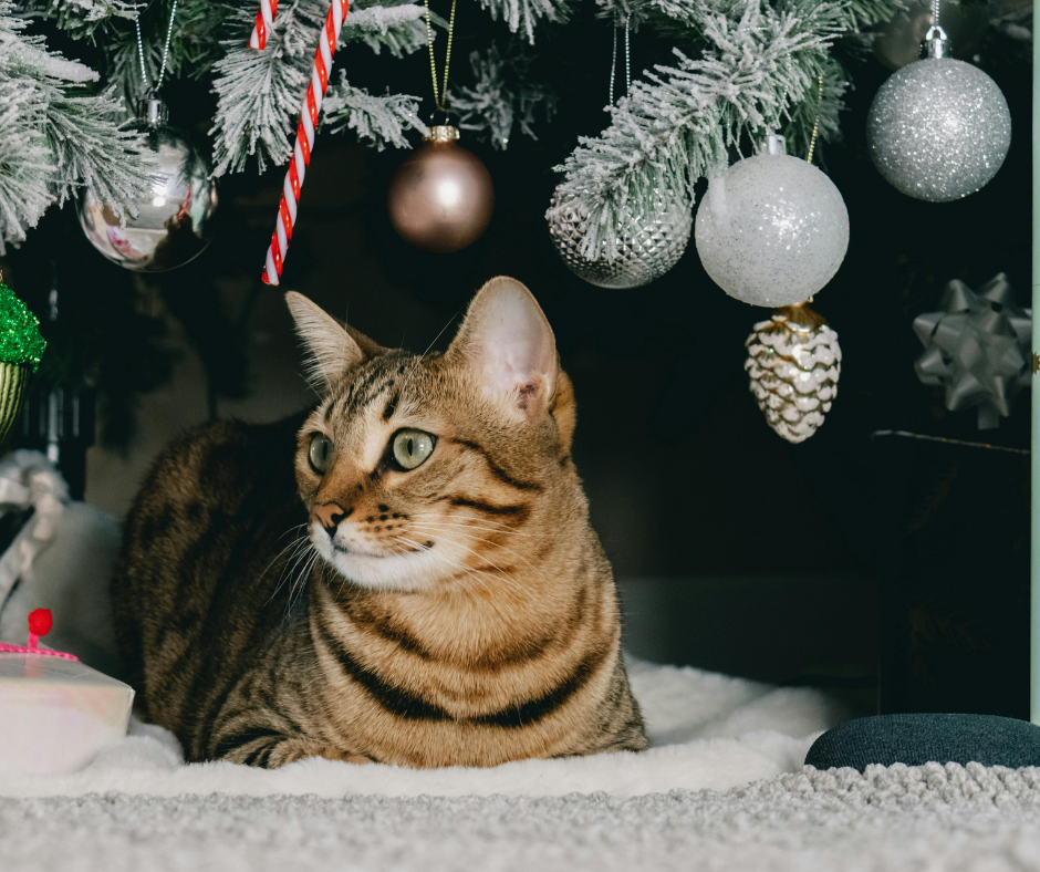 Include Pets in the Holidays