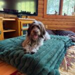 large dog being feed and played with during a pet sitting visit in marinette WI by mighty pet