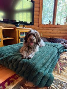 large dog being feed and played with during a pet sitting visit in marinette WI by mighty pet