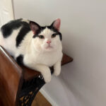 cat sitting in marinette WI mighty pet