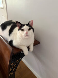 cat sitting in marinette WI mighty pet
