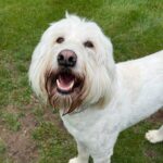 Mighty Pet pet sitting in Menominee MI