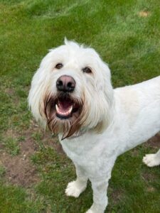 Mighty Pet pet sitting in Menominee MI