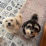 two dogs being checked on during a pet sitting visit in Menominee, MI by mighty pet