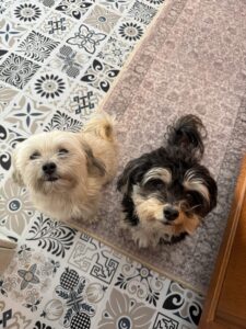 two dogs being checked on during a pet sitting visit in Menominee, MI by mighty pet