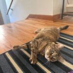 cat being played with during a pet sitting visit by mighty pet in Menominee, MI and marinette WI