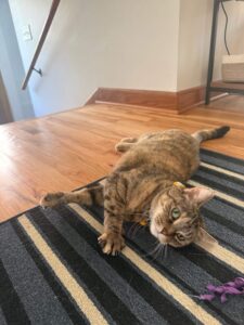 cat being played with during a pet sitting visit by mighty pet in Menominee, MI and marinette WI