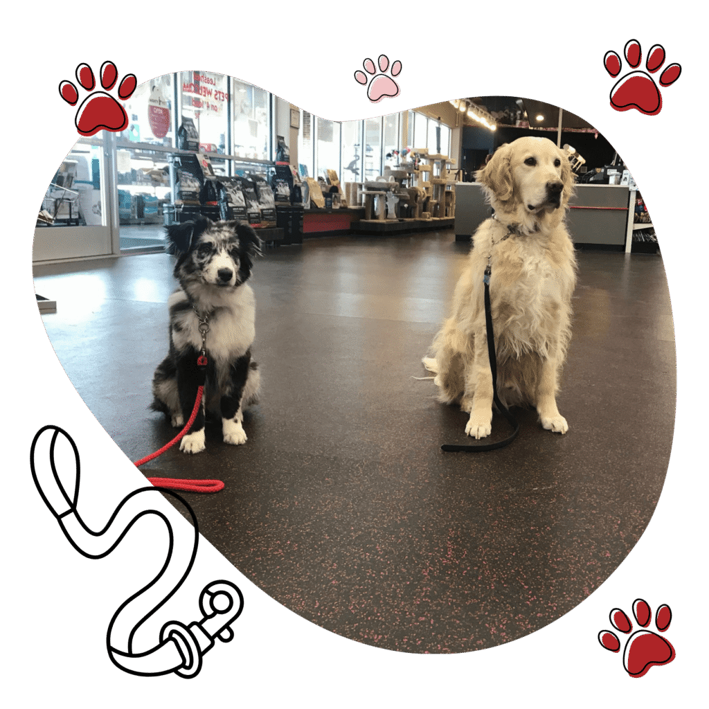 Dog training in marinette WI by mighty pet leash training for dogs