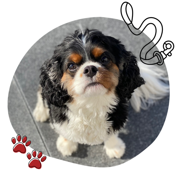 dog trainers in marinette WI with good reviews