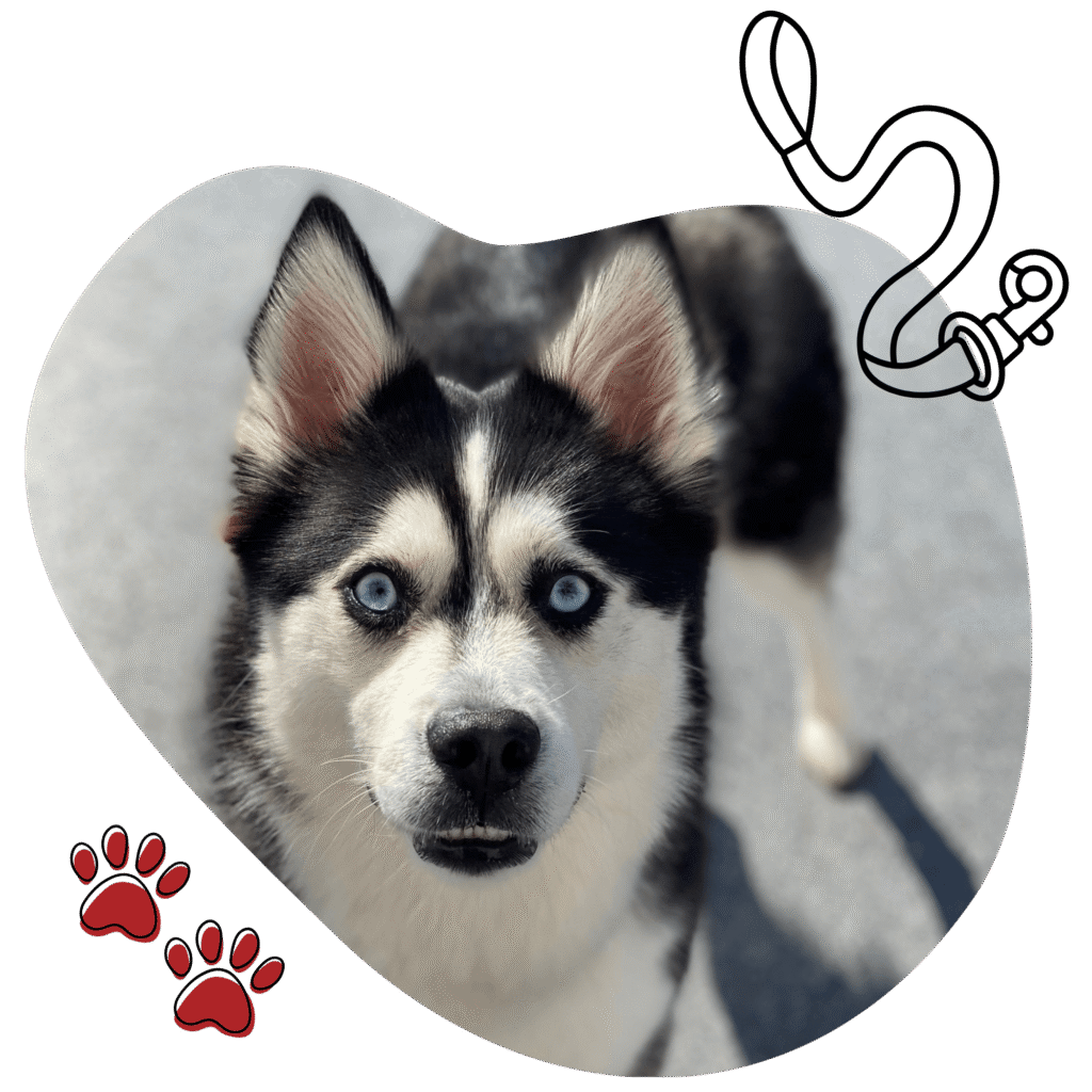 Dog at Day camp at mighty pet pet lodge for pet boarding in Menominee MI