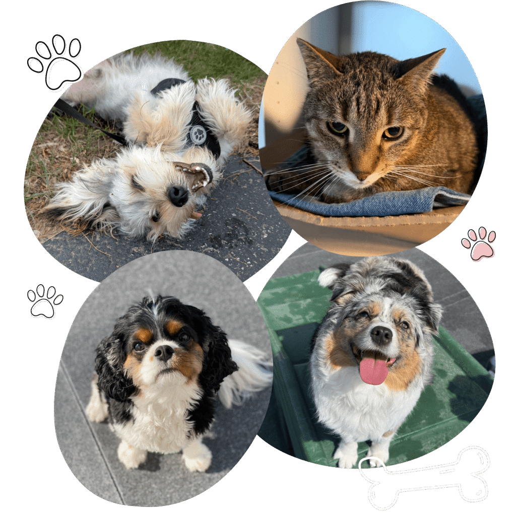 dogs and cats during day camp at the Private dog cabin with raised cot at Mighty Pet Lodge overnight pet boarding in Menominee MI lodge mighty pet pet boarding Private dog cabin with raised cot at Mighty Pet Lodge overnight pet boarding in Menominee MI